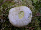Suillus umbonatus image