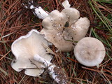 Clitopilus prunulus image