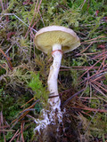 Suillus umbonatus image