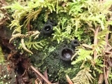 Pseudoplectania nigrella image