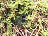 Pseudoplectania nigrella image