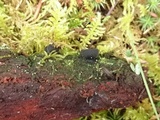 Pseudoplectania nigrella image
