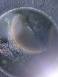 Pseudoplectania nigrella image