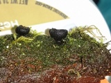 Pseudoplectania nigrella image