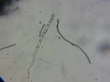Pseudoplectania nigrella image