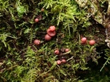 Lycogala epidendrum image