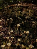 Lichenomphalia umbellifera image