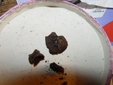 Plicaria carbonaria image