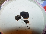 Plicaria carbonaria image