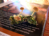 Lichenomphalia umbellifera image