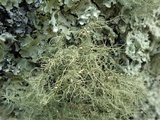 Biatoropsis usnearum image