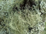Biatoropsis usnearum image