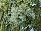 Biatoropsis usnearum image