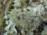Biatoropsis usnearum image