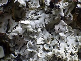 Lichenoconium erodens image