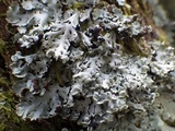 Lichenoconium erodens image