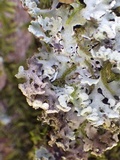 Lichenoconium erodens image