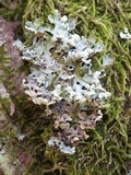 Lichenoconium erodens image