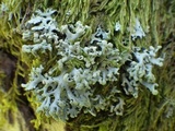 Lichenoconium erodens image