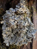 Heterodermia obscurata image