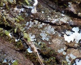 Normandina pulchella image