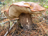 Leccinum manzanitae image