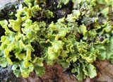 Vulpicida pinastri image