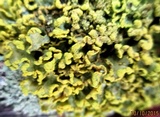 Vulpicida pinastri image