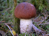 Leccinum manzanitae image