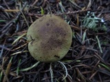 Phylloporus arenicola image