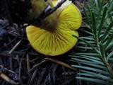 Phylloporus arenicola image