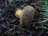 Phylloporus arenicola image