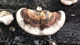 Trametes cingulata image