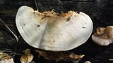 Trametes cingulata image