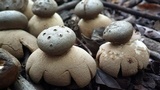 Myriostoma coliforme image