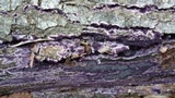 Chondrostereum purpureum image