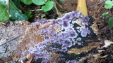 Chondrostereum purpureum image