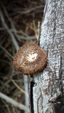 Lentinus stuppeus image