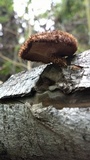 Lentinus stuppeus image