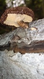 Lentinus stuppeus image
