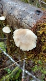 Pleurotus pulmonarius image