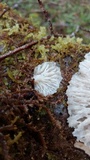 Pleurotus pulmonarius image