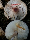 Lepiota roseifolia image