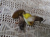 Phylloporus arenicola image