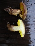 Phylloporus arenicola image