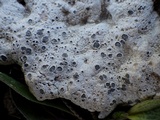 Diploschistes diacapsis image