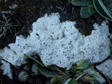 Diploschistes diacapsis image