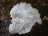 Diploschistes diacapsis image