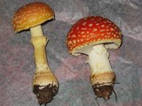 Amanita persicina image