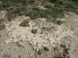 Diploschistes diacapsis image